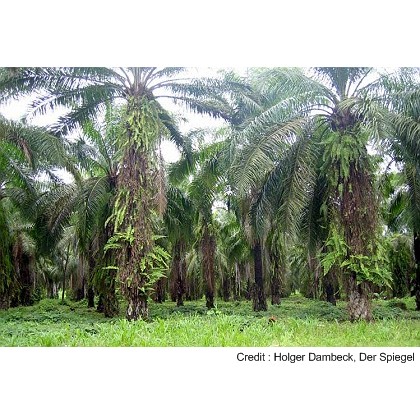 Destruction of Nature costs 2000 billion euros per year Destruction of Nature costs 2000 billion euros per year