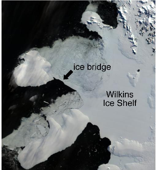 Wilkins Ice Shelf