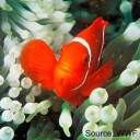 Anemone fish, photo from the WWF