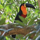 A bird of the amazon forest
