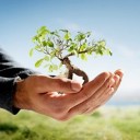 Tree in hands