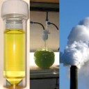 fuels-of-the-future-urine-algae-co2