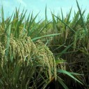 rice-crop