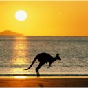 australia-kangaroo