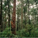 eucalyptus-forest