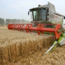 british-wheat