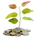 Money_plant
