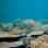 Another reason to fight CO2 : ocean acidification