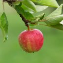 An organic apple