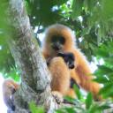 The Hainan gibbon, one of the most endangered species