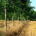 Agroforestry in France