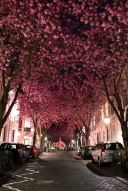 Blooming in Bonn, Germany