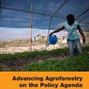 FAO report on Agroforestry