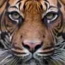 WWF : Stop Wildlife CrimeWWF : Stop Wildlife Crime