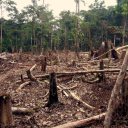 Deforestation of the Amazon increases