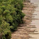 Illegally logged timber floating in Brazil