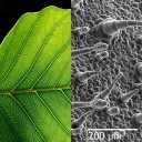 tree-leave-microscope-photo
