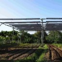 Solar farmers in Japan