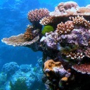 Healthy corral reef